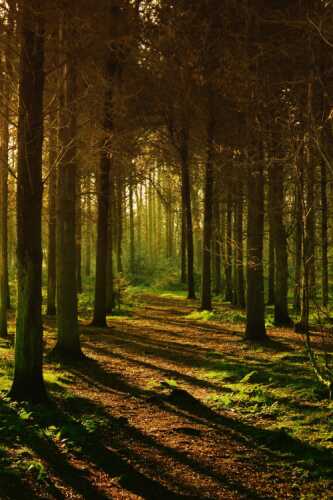 skog